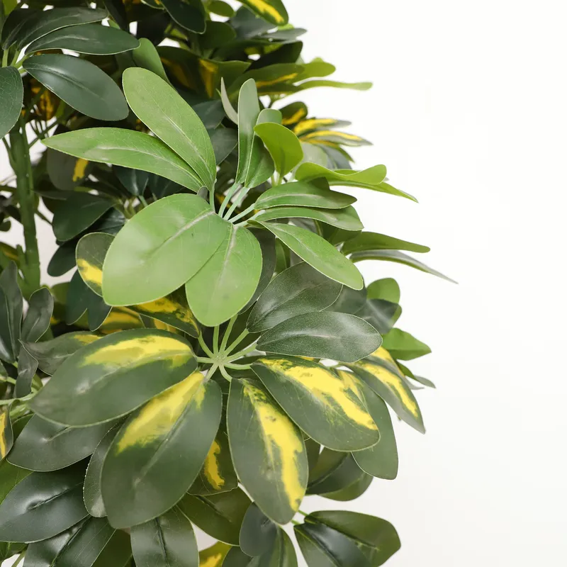 Wholesale Factory Direct Price - Bonsai Garden Price 评论和价格