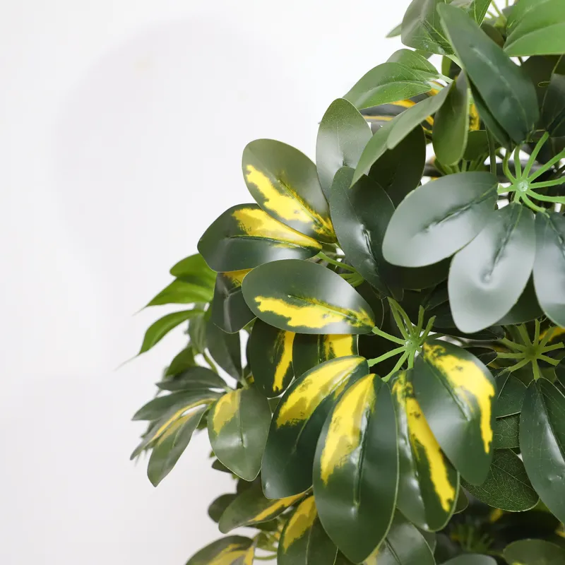 Wholesale Factory Direct Price - Bonsai Garden Price 评论和价格