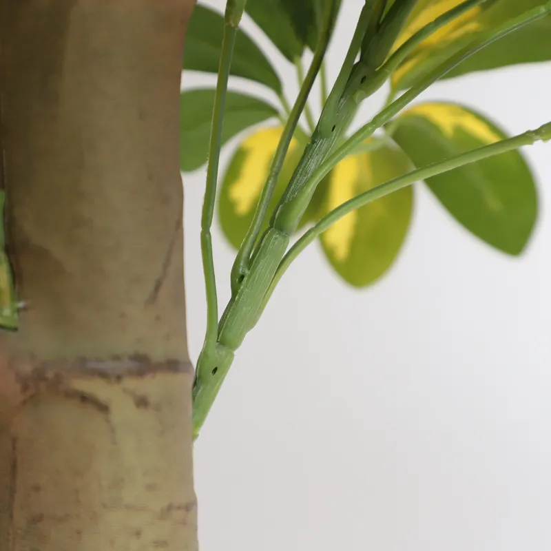 Wholesale Factory Direct Price - Bonsai Garden Price 评论和价格