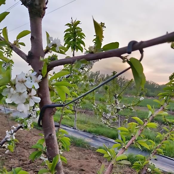 Adjustable Fruit Tree Branch S - Us Bonsai Garden 评论和价格